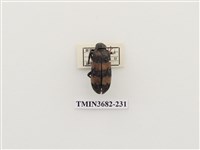 藏品(大橫紋芫菁)的圖片